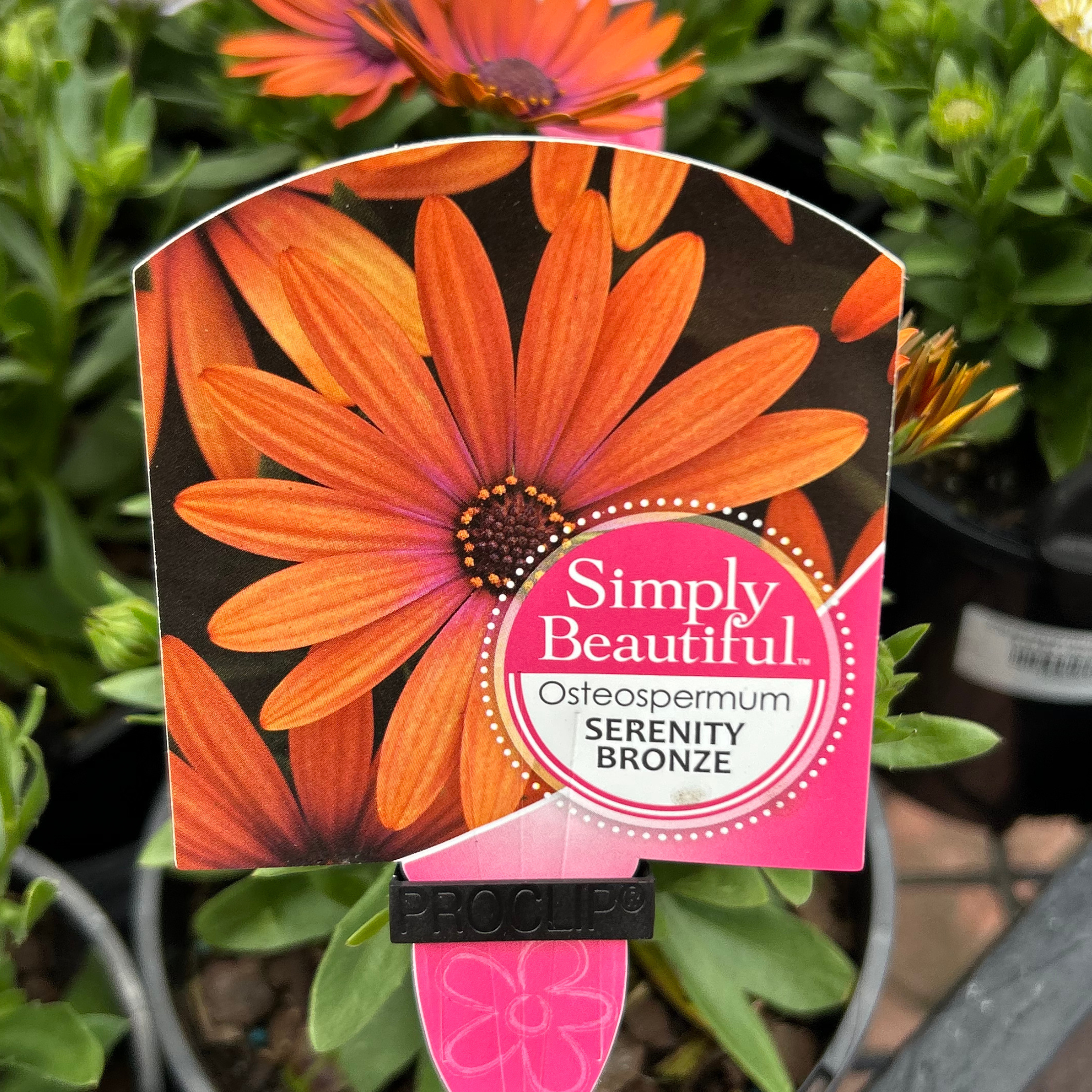 Osteospermum 140mm