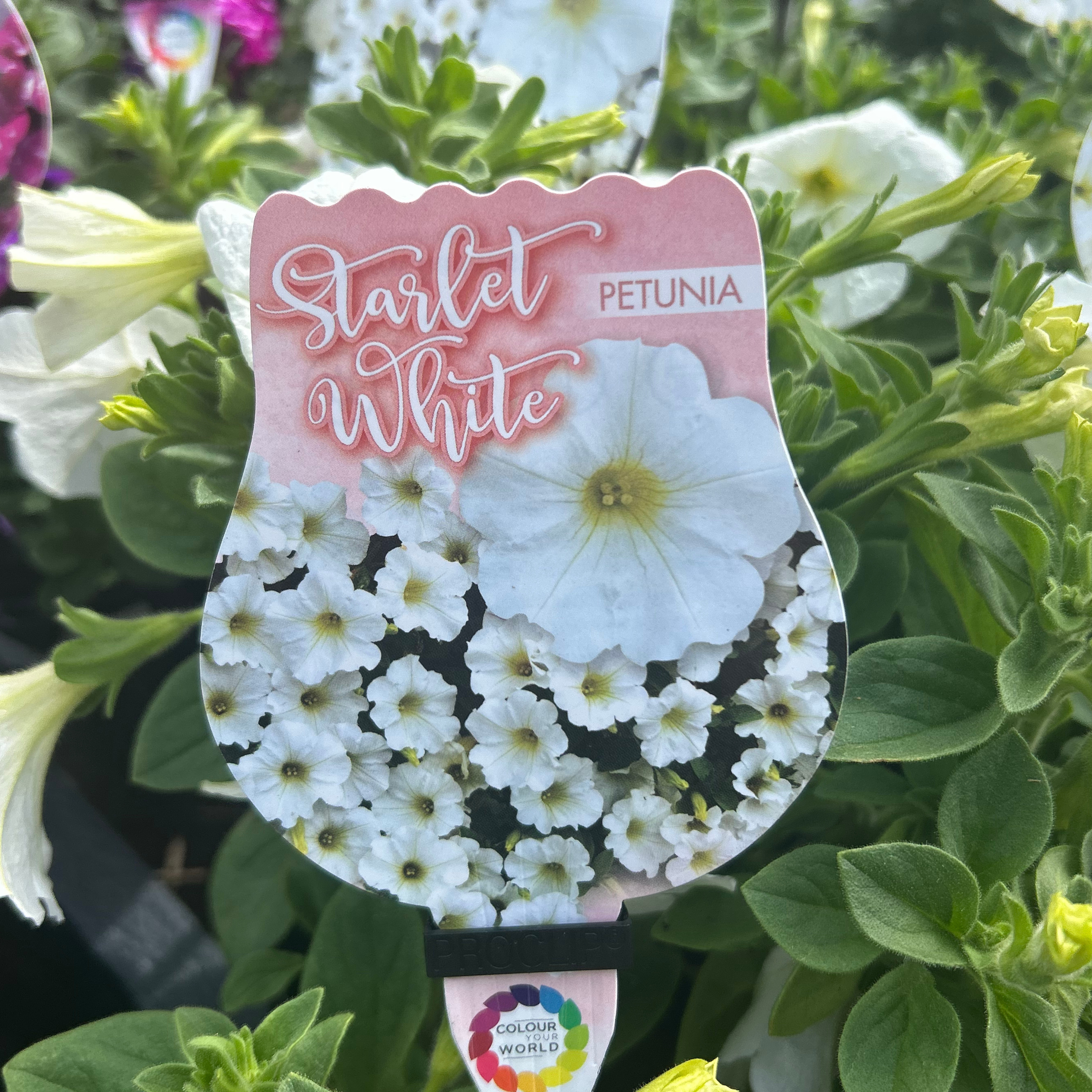 Petunia Starlet White