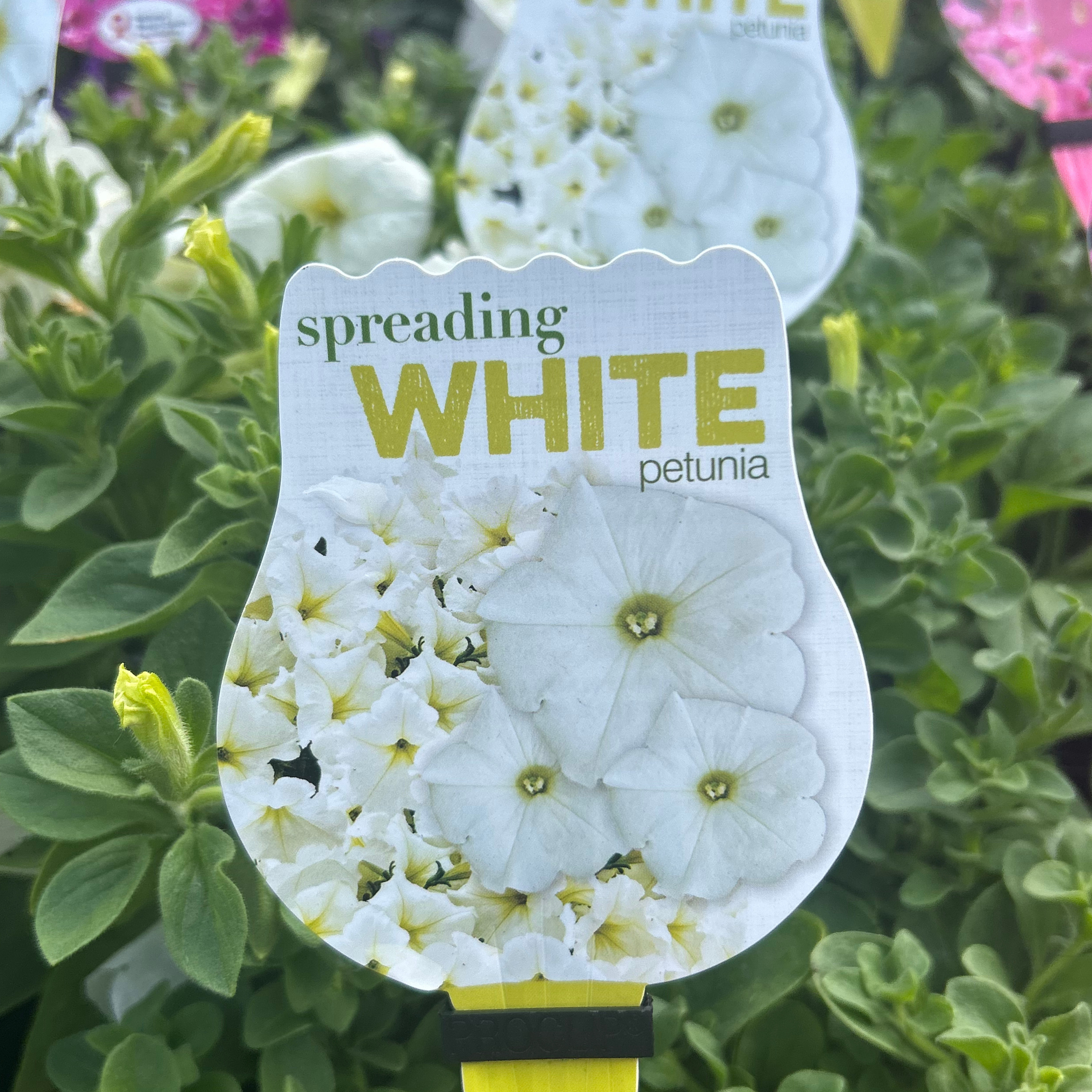 Petunia Spreading White Craze