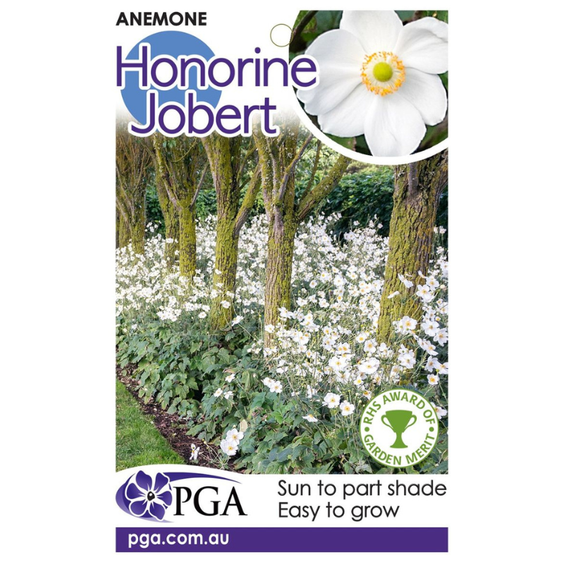 Anemone Honorine Jobert