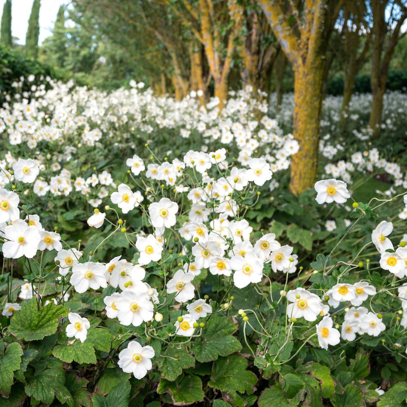 Anemone Honorine Jobert