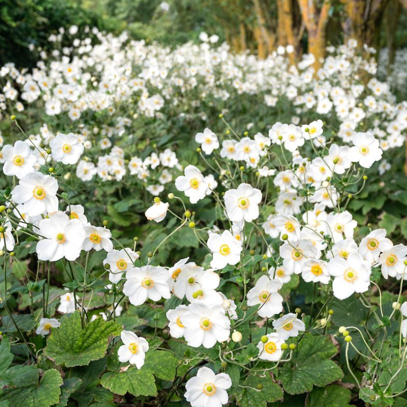 Anemone Honorine Jobert