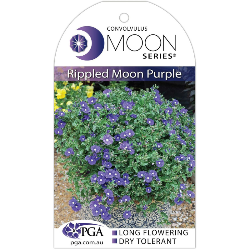 Convolvulus Rippled Moon Purple