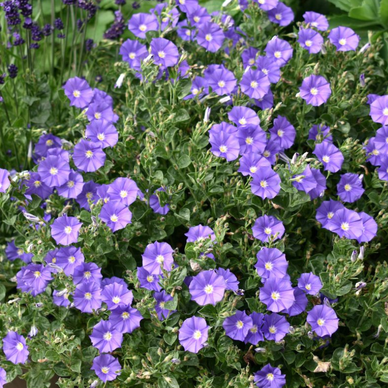 Convolvulus Rippled Moon Purple