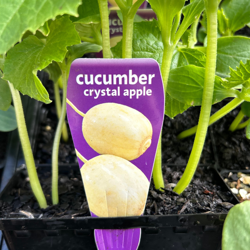 Cucumber Crystal Apple punnet