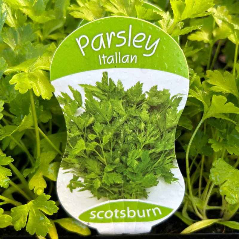 Parsley Italian punnet