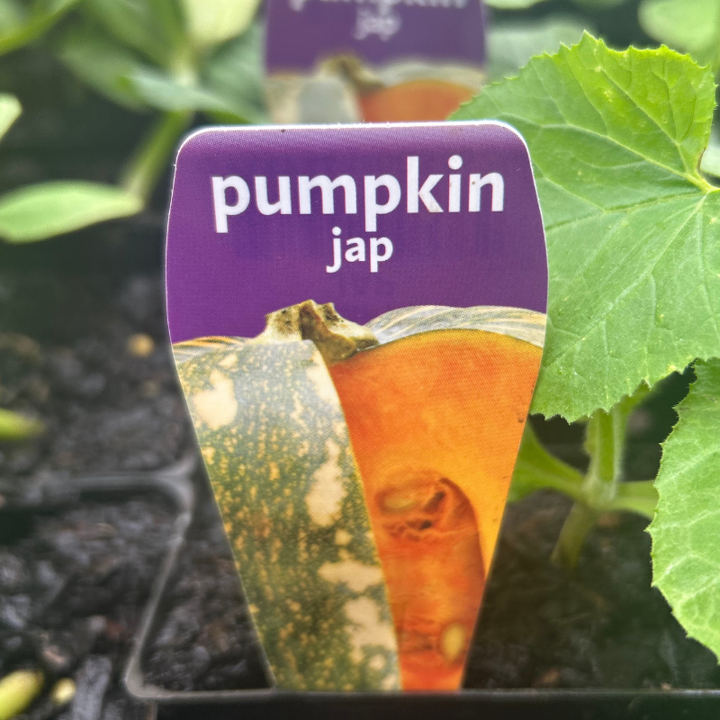 Pumpkin Jap punnet