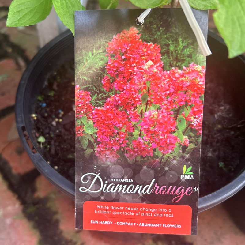 Hydrangea Diamond Rouge