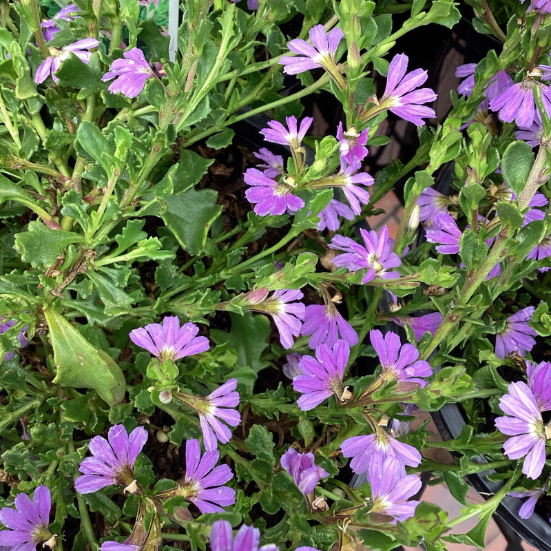 Scaevola Mauve Clusters