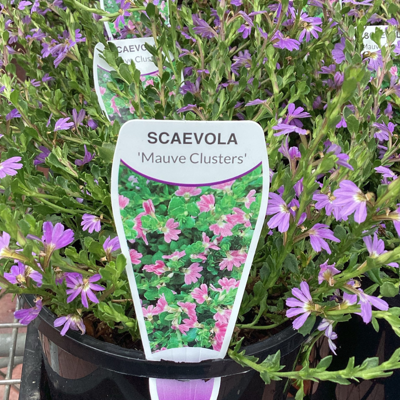 Scaevola Mauve Clusters