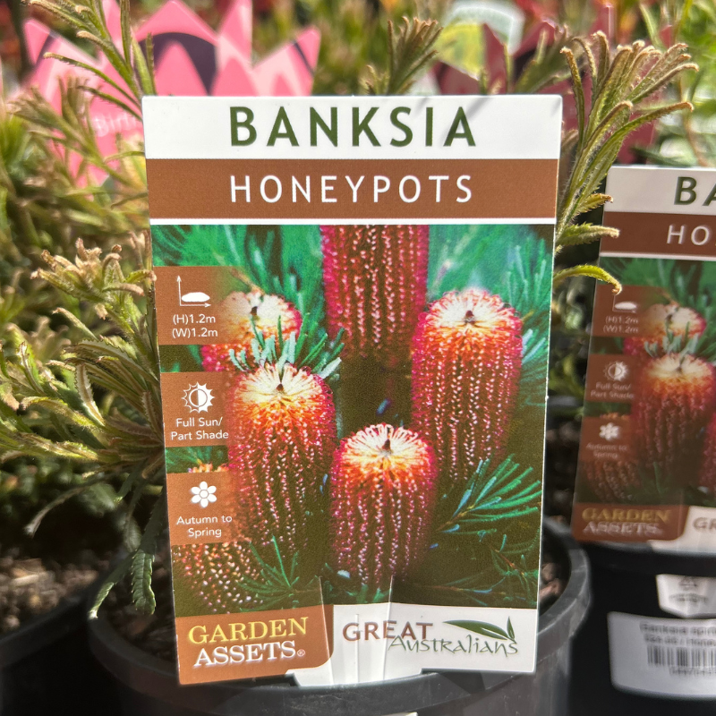 Banksia Honey Pots