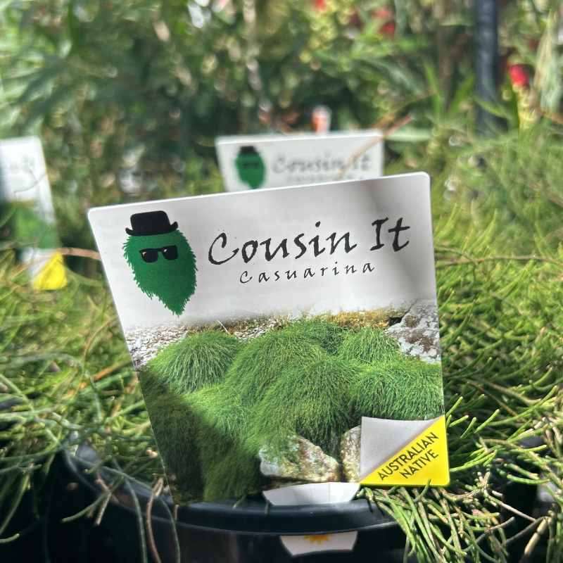 Casuarina Cousin It