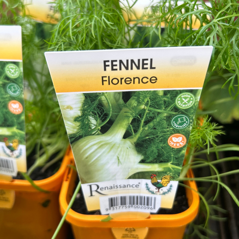 Florence Fennel 100mm