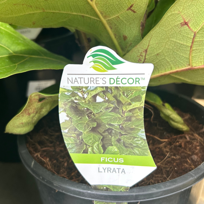 Ficus lyrata