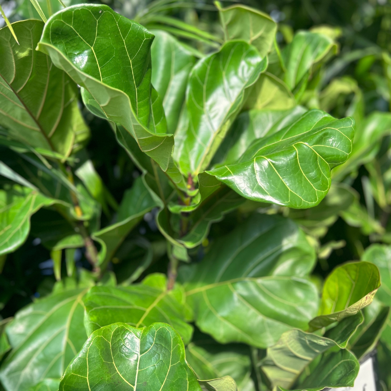 Ficus lyrata