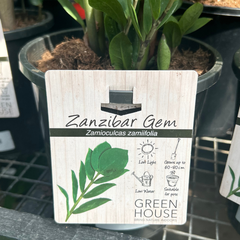 Zanzibar Gem