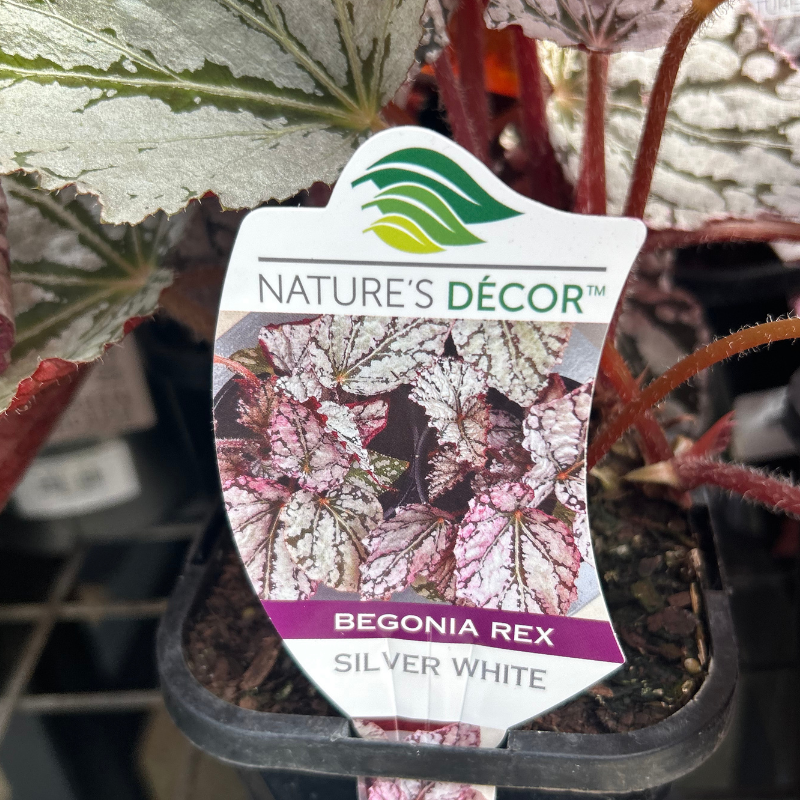 Begonia Rex