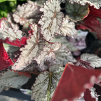 Begonia Rex