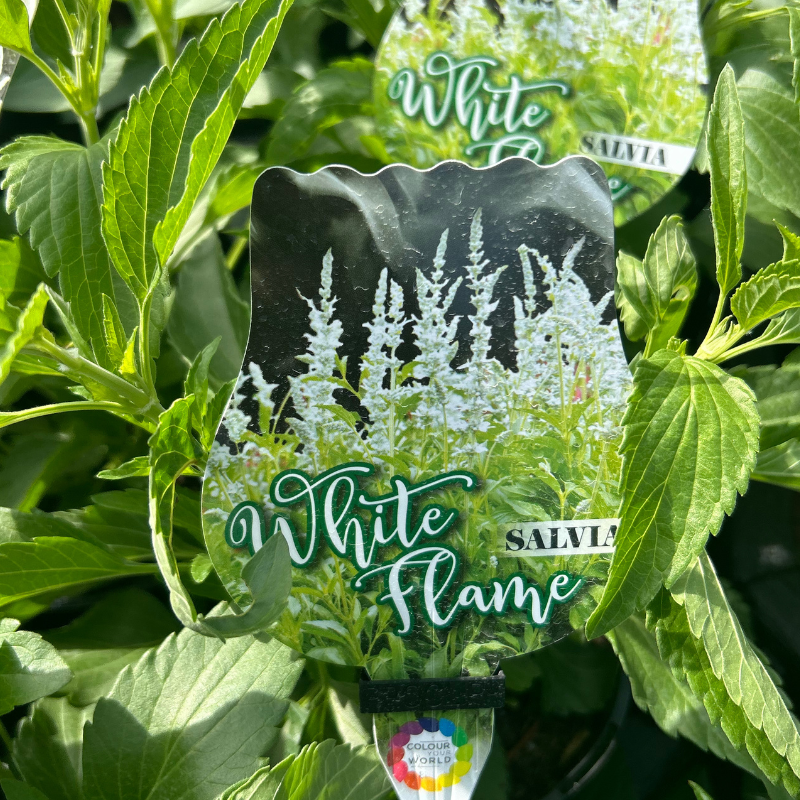 Salvia White Flame