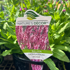 Salvia Sensation