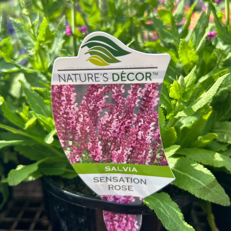 Salvia Sensation
