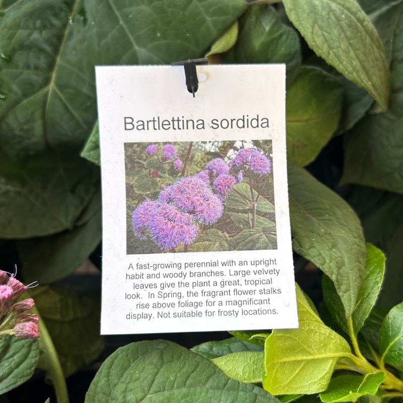 Bartlettina sordida