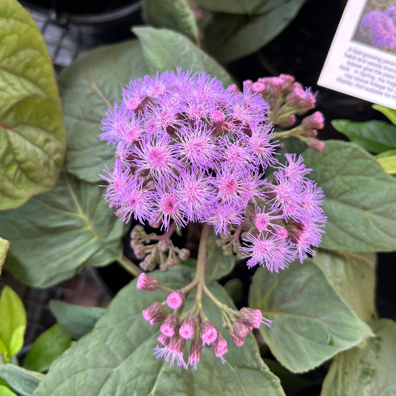 Bartlettina sordida
