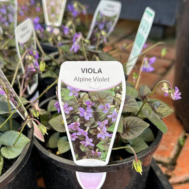 Viola Labradorica