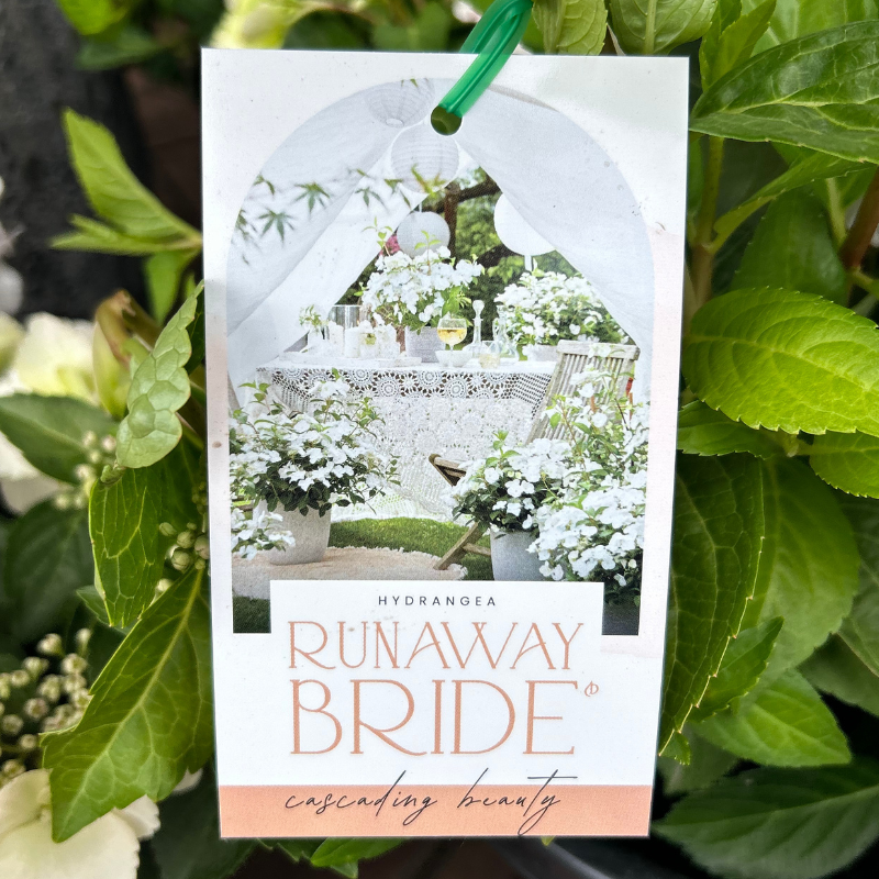 Hydrangea Runaway Bride