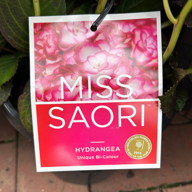 Hydrangea Miss Saori