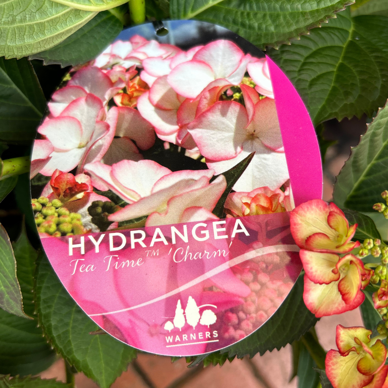 Hydrangea Tea Time Charm