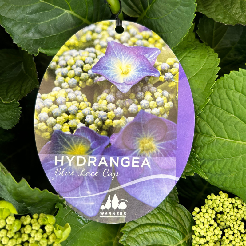 Hydrangea Blue Lace Cap