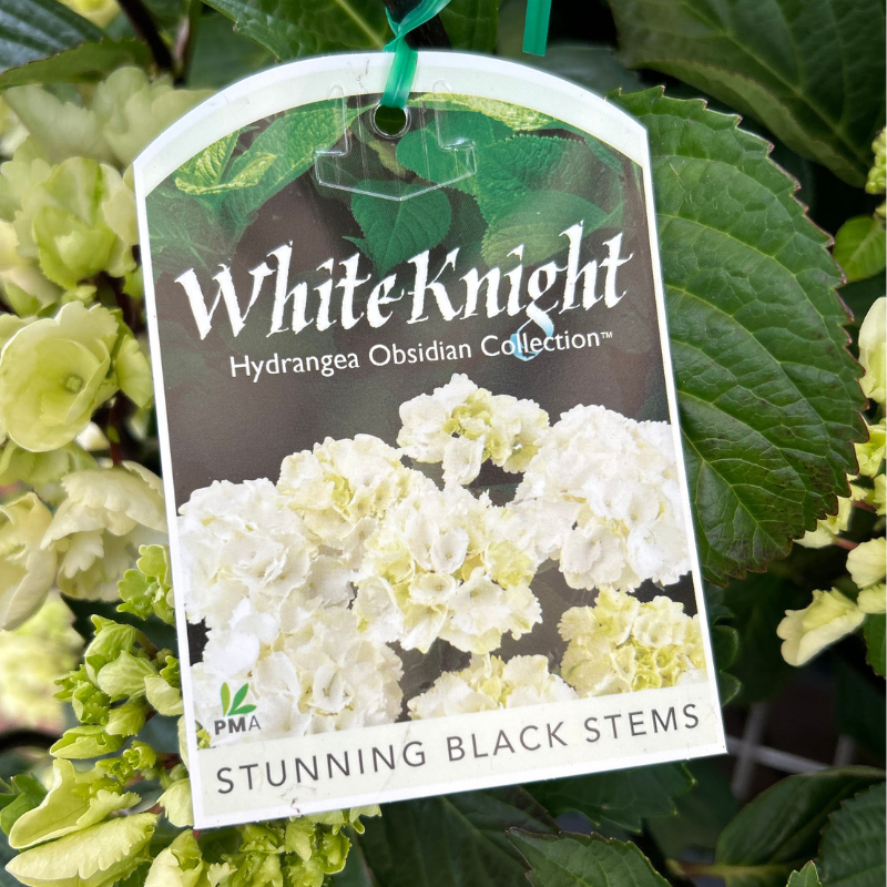Hydrangea White knight