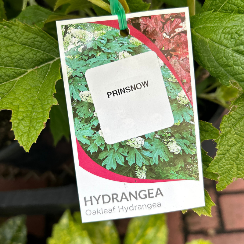 Hydrangea quercifolia Prinsnow