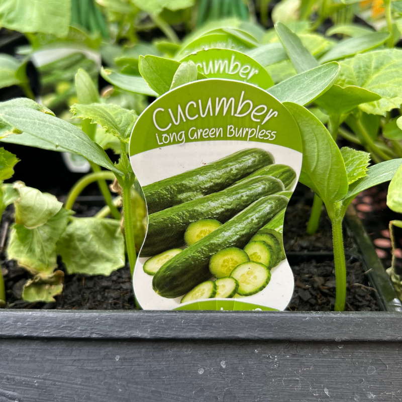 Cucumber Long Green Burpless punnet