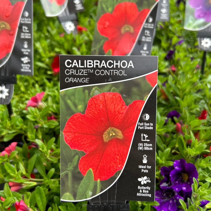 Calibrachoa 140mm