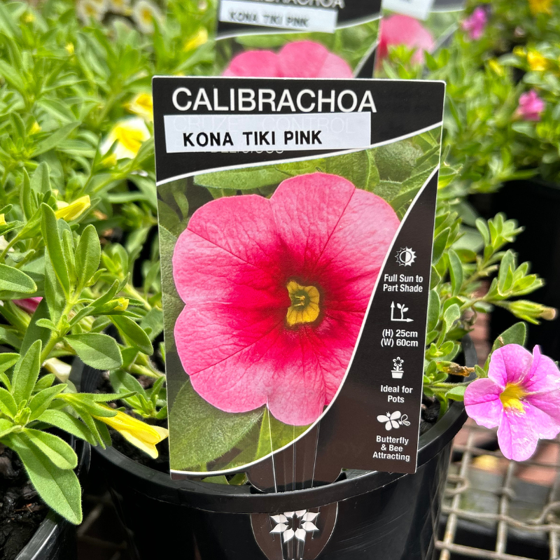 Calibrachoa 140mm