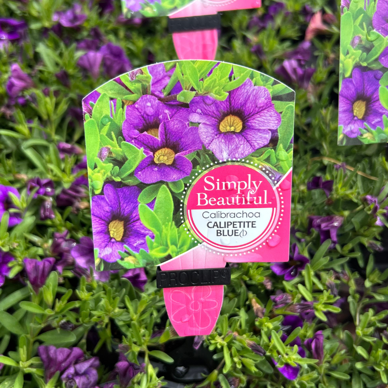 Calibrachoa 140mm