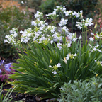 Agapanthus Silver Baby PGA