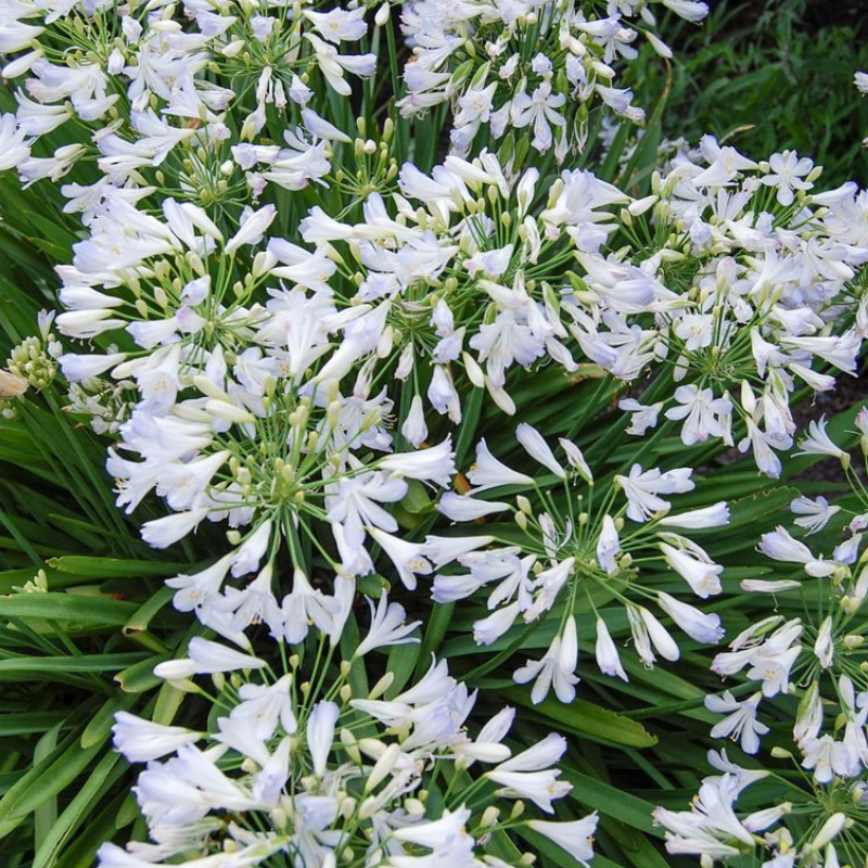 Agapanthus Silver Baby PGA