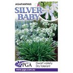 Agapanthus Silver Baby PGA