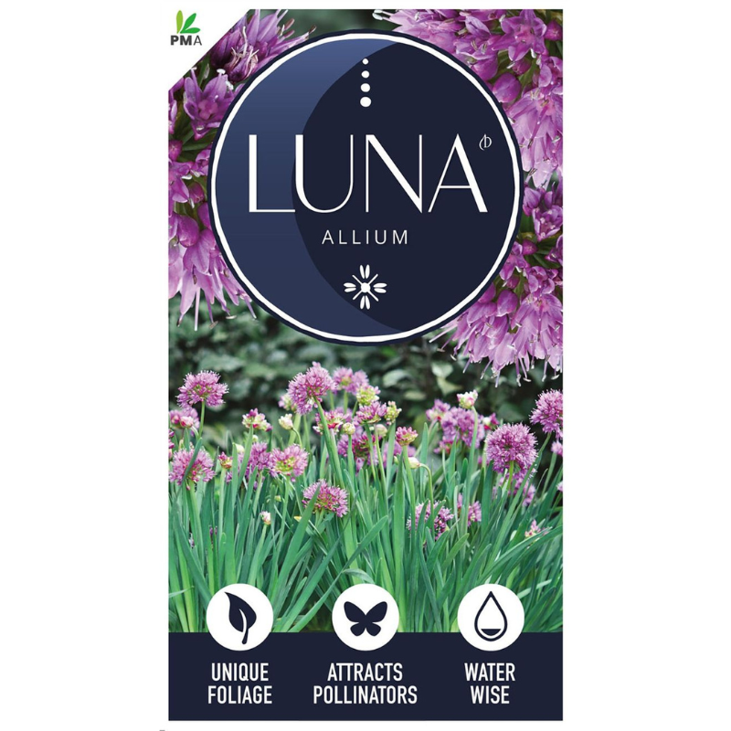 Allium Luna