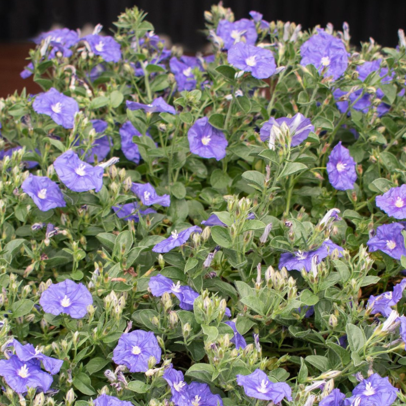 Convolvulus Mauve Rippled Moon