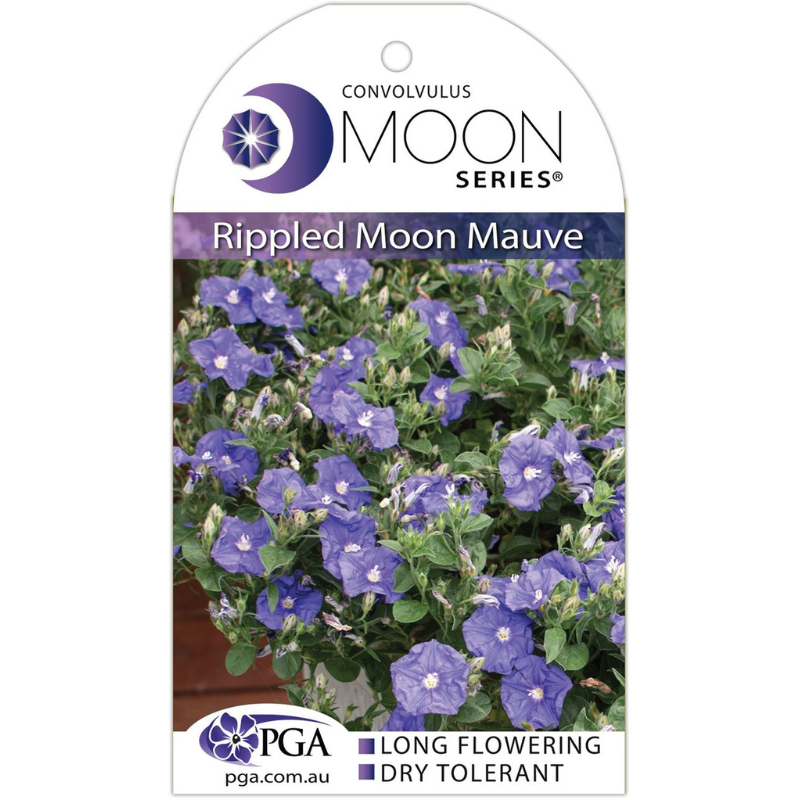 Convolvulus Mauve Rippled Moon