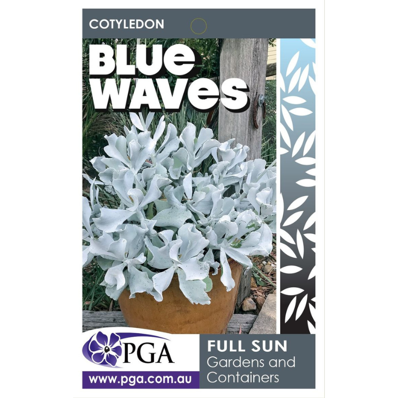 Cotyledon Blue Waves