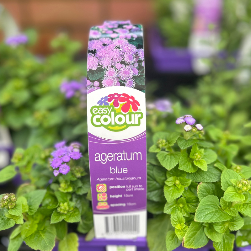 Ageratum Blue Easy Colour