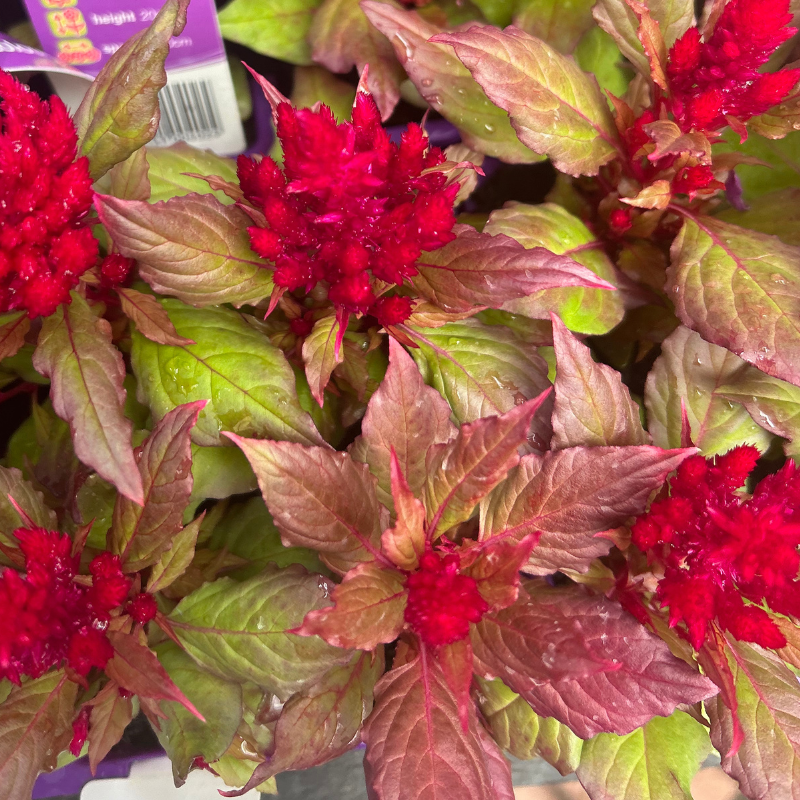 Celosia Red Easy Colour