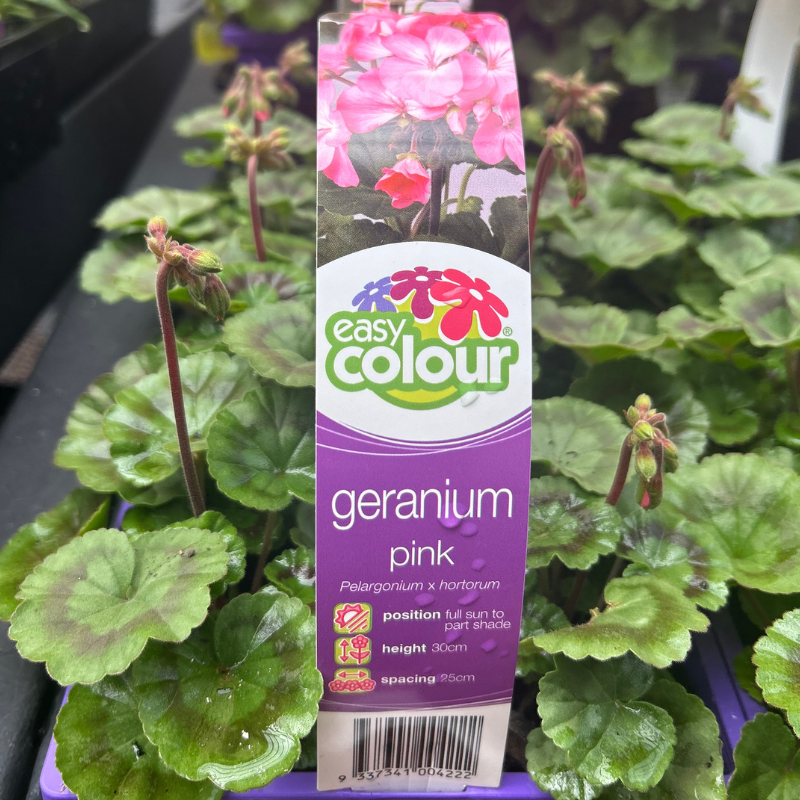 Geranium Upright 4 Pack Easy Colour