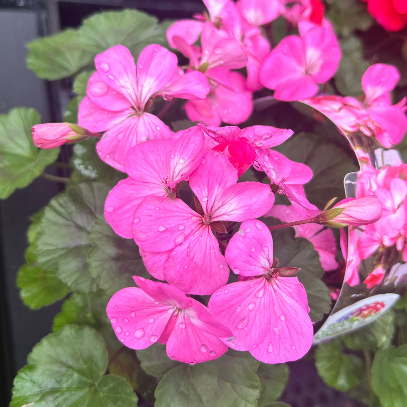 Geranium Upright 4 Pack Easy Colour