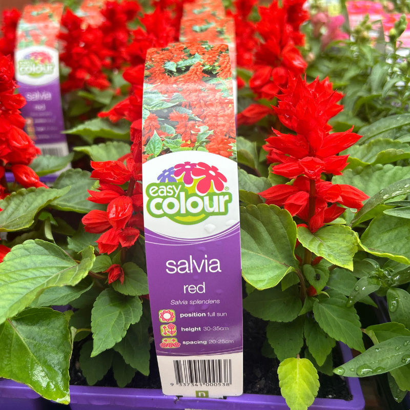 Salvia Red Easy Colour